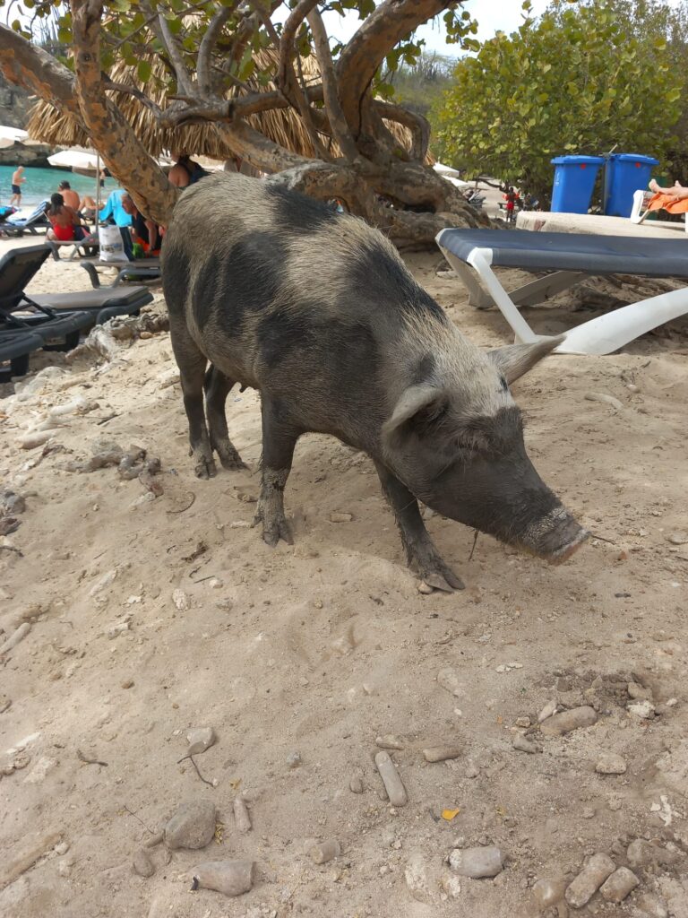 Strandvarken bij Grote knip